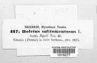 Boletus subtomentosus image